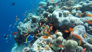 Maldives Snorkeling Robinson Club Noonu 2021 GoPro Highlights [upl. by Nelaf]