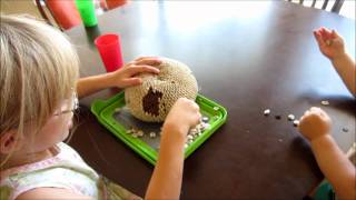 Harvesting Sunflower Seeds for Bird Food and Future Planting  Kids in the Garden [upl. by Sidonius]