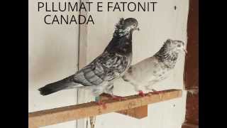 Pllumat e Fatonit Canada [upl. by Waine]