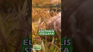 Eustralis Stellata quotVery strong very purplequot WILD Aquarium Plant [upl. by Thais]