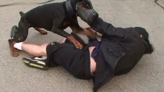 Doberman Attack Training K91com [upl. by Elijah]