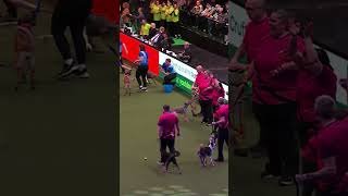 Standing Room Only  Crufts 2024 [upl. by Sadirah]