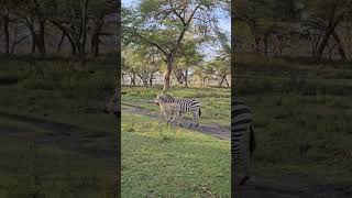 케냐 Trip to Kenya 아기 얼룩말 Cute Baby Zebra wildlife travel safari [upl. by Elkraps]