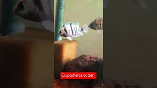 Cryptoheros cutteri cichlid cichlids aquarium fishtank acuarofilia aquariumhobby aquariumfish [upl. by Alicirp]