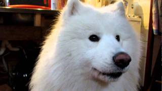 samoyed howling [upl. by Letnahs]