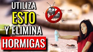 ELIMINA el 100 de HORMIGAS de CASA y COCINA con ESTOS Remedios CASEROS 🤯🐜 Elimina HORMIGAS en CASA [upl. by Arymahs670]