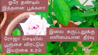 அடி ஆத்தி இவ்வளவு நாள் இது தெரியாம போச்சே PESTICIDE amp FUNGICIDE இயற்கை உரம் [upl. by Leidag]