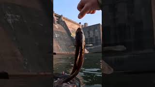 Sauger prettiest freshwater fish [upl. by Uchish]