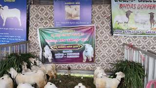 Bandur Sheep breed [upl. by Wentworth]