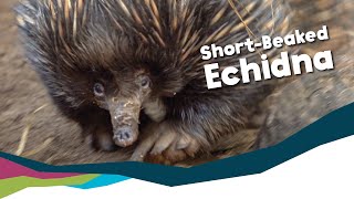 Keeper Talk  ShortBeaked Echidna [upl. by Lapotin85]