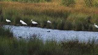 Fietsen door Nationaal Park Dwingelderveld [upl. by Drahser556]