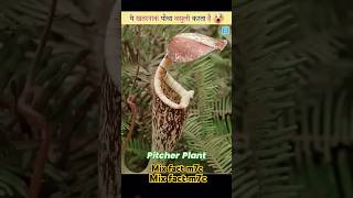 pitcher plant eating insect shorts [upl. by Chloe]