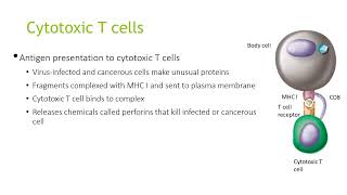 The adaptive immune system [upl. by Lucy]