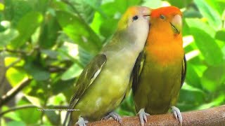 PeachFaced Lovebirds Chirping and Call Sounds  OrangeHead Green Opaline amp OrangeFaced Dark Green [upl. by Towland]