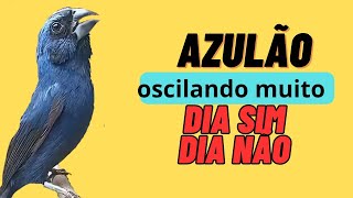 Porque o seu AZULÃO fica oscilando o canto dia sim dia não [upl. by Akcinehs]