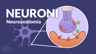 I NEURONI  Organizzazione generale del sistema nervoso  Neuroanatomia [upl. by Ninetta180]