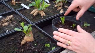 How to take dahlia cuttings [upl. by O'Donoghue843]