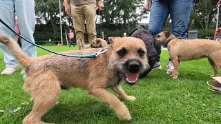 Border Terrier Woody meets his family [upl. by Arul]