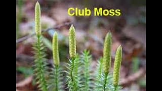 Benefits of Club Moss and Coltsfoot [upl. by Aerdnna]