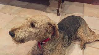 Airedale terrier dog howling [upl. by Akins213]