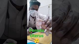 Real Uterus and overydoctor mbbsstudent ytshortsvideo [upl. by Kingdon]