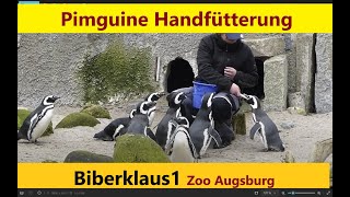 Magellan Pinguine werden per Hand gefüttertZoo Augsburg [upl. by Aiekat]