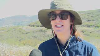 New Habitat Preserve In North San Diego County Helps California Gnatcatcher [upl. by Trembly]