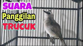 SUARA PANGGILAN BURUNG TRUCUKAN untuk memancing trucuk bakalanmalas bunyi [upl. by Ecirbaf432]