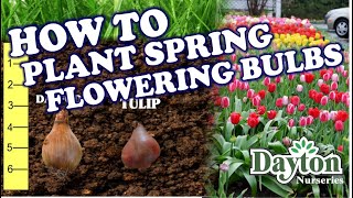 How to Plant Spring Flowering Bulbs [upl. by Gosselin]