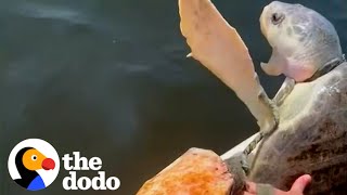 Family Works Together To Rescue Suffocating Turtle  The Dodo [upl. by Neivad]