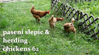 pasení slepic amp herding chickens 62 [upl. by Odlanyer]