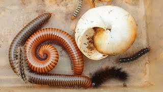 I Explored On The Mountain To Find Giant Millipedes ANd Other Jungle Bugs  Millipede Bugs [upl. by Sul]