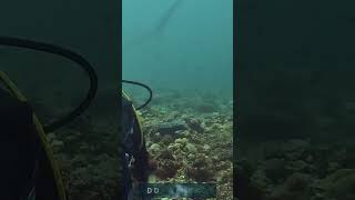 THRESHER SHARKSnaturedocumentary travel underwaterwonders [upl. by Llehcor]