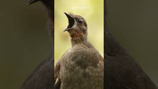 This Bird Can Mimic Any Sound 🔊 shorts [upl. by Phyllida]