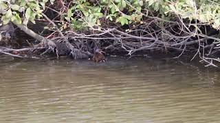 Water Rail taking a bath at the vooroever wervershoof [upl. by Vonny922]