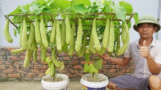 The Secret To Growing Luffa In Containers To Produce Lots Of Fruit Is Revealed [upl. by Ronda]