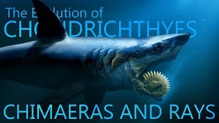 Evolution of Chimaeras and rays [upl. by Rebane]