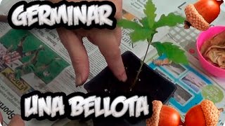 Como Germinar Una Bellota No Falla  La Huertina De Toni [upl. by Esialb]