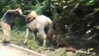 Borracho quiere subir a Caballo Vídeo Gracioso [upl. by Enialedam]