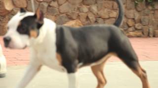 AMERICAN BULLY KENNEL  TRU 2 DA GAME BULLIES [upl. by Aitan]