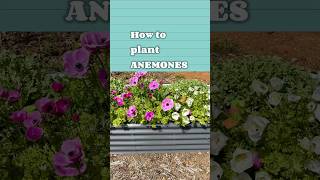 How to plant anemones ￼ [upl. by Rainah]