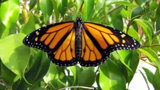 Monarch Mania Monarch Butterfly Life Cycle [upl. by Thomasa336]