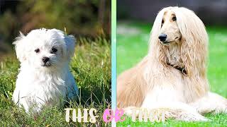 THIS OR THAT  WOULD YOU RATHER DOG EDITION  DOG EDITION [upl. by Ferdinanda647]