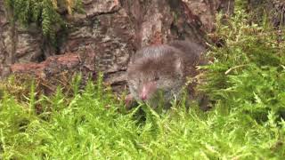 Common Shrew  The British Mammal Guide [upl. by Land118]