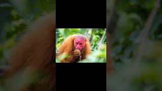 monyet uakari shorts videoshorts viralvideos viralshorts [upl. by Mallina]