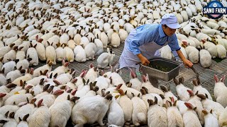 Farm Raising Millions Of Rabbits  Modern Rabbit Meat Processing Factory [upl. by Yerd]