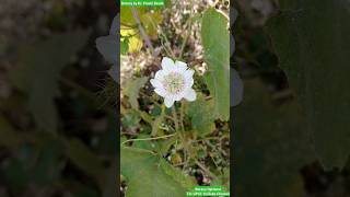 Passiflora foetida Plant  Passifloraceae Family passionflower flowerbeauty flower [upl. by Tolmach]