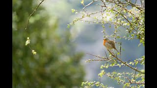 Des familles doiseaux dans mon jardin [upl. by Powell]