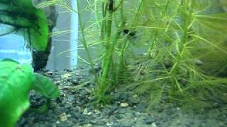 Elassoma gilberti pygmy sunfish male woos female into his grotto to spawn [upl. by Robbie]