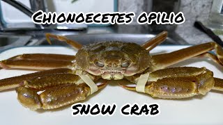 First time trying  Chionoecetes Opilio Snow Crab ￼ [upl. by Earazed795]